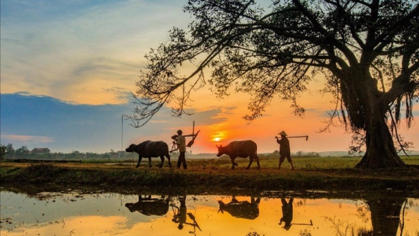 Khí vị làng tôi