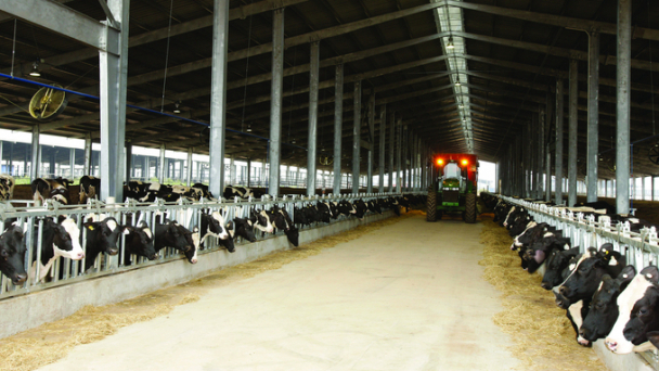 TH – doanh nghiệp sản xuất thức ăn chăn nuôi cho bò sữa tốt nhất Việt Nam