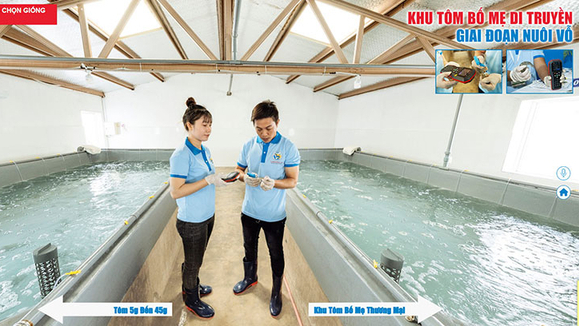 Việt Úc tiếp tục ra mắt Chương trình Tham quan trực tuyến 360 độ: Trung tâm Di truyền và Chọn giống tôm bố mẹ