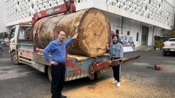 Đưa cây sui di sản về Bảo tàng tỉnh Lào Cai trưng bày