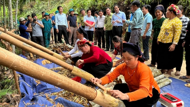 Lào Cai: Hơn 30% diện tích quế sẽ được cấp chứng nhận hữu cơ