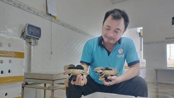 The news regarding the difficulties in exporting Ca Mau crabs to China is misleading