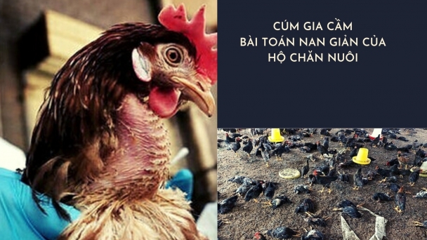 Cúm gia cầm - Bài toán nan giải cho ngành chăn nuôi