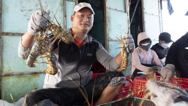 Tập trung xuất khẩu tôm hùm, bỏ quên thị trường nội địa
