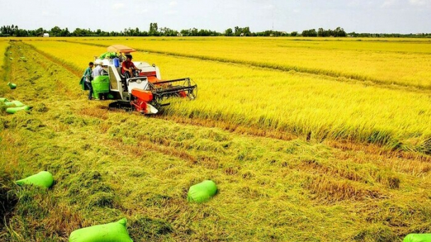 Nhận chuyển nhượng quyền sử dụng đất nông nghiệp không quá 15 lần hạn mức