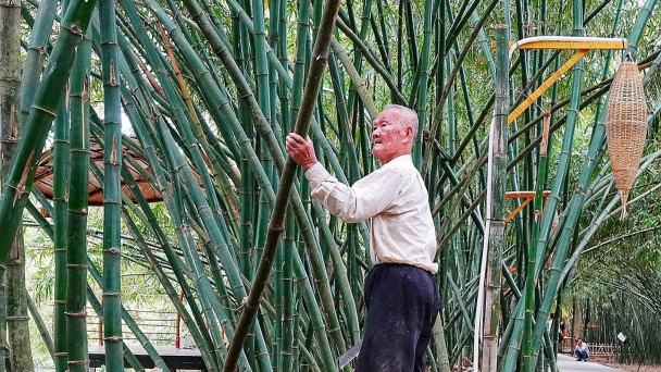 Bảo tồn và phát triển vườn tre đẹp nhất miền Tây