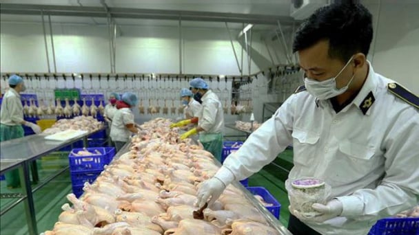 Hà Nội xử lý nghiêm cơ sở giết mổ không bảo đảm vệ sinh thú y