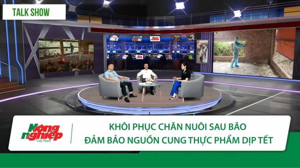 Phục hồi chăn nuôi sau bão, đảm bảo nguồn cung thực phẩm dịp Tết