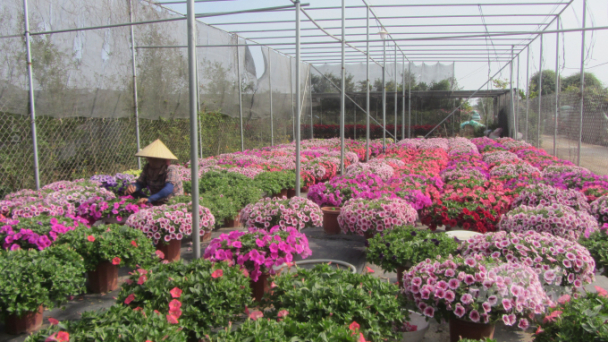 Hoa, cây cảnh được giá