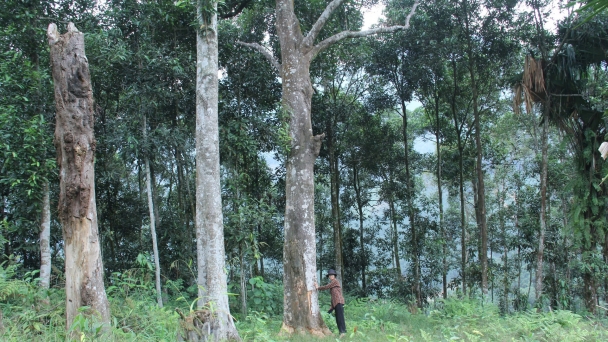 Cây vàng trên Mỏ Vàng