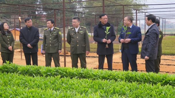 Thực hiện Đề án trồng 1 tỷ cây xanh không chạy theo chỉ tiêu, phong trào
