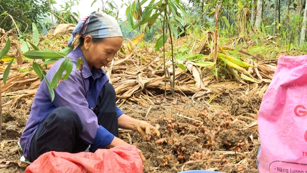 Thành phố Bắc Kạn quan tâm phát triển nông, lâm nghiệp