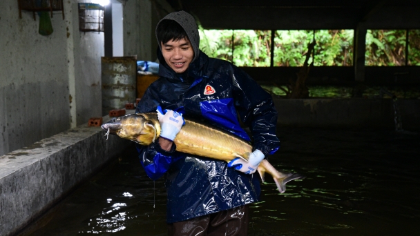 Thăm trại cá tầm toàn giống châu Âu trên dãy Hoàng Liên Sơn