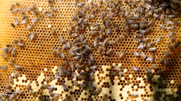 Hoa Binh honey is waiting for export signals to the UK to expand its scale