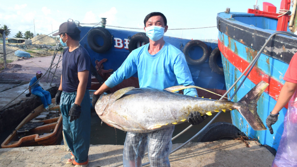 Chuyến biển xuyên Tết trúng đậm cá ngừ đại dương