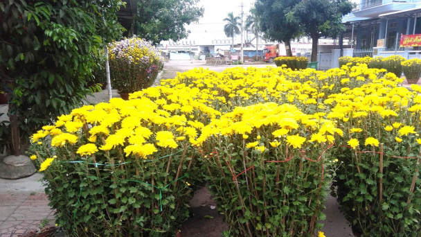 Hoa cúc Tết ế chỏng chơ, dân buôn khóc ròng