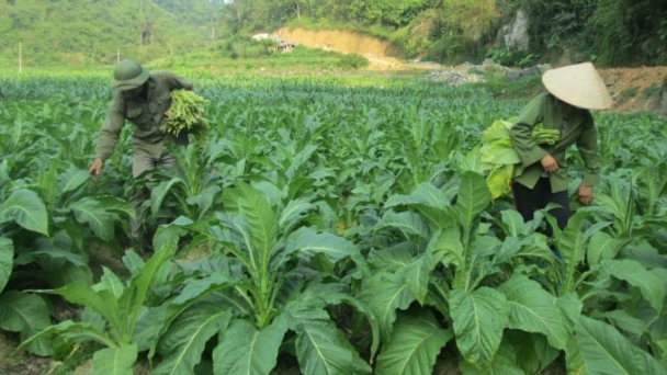 Cách bón phân Lâm Thao cho cây thuốc lá