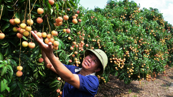 Cách bón phân Lâm Thao cho vải, nhãn