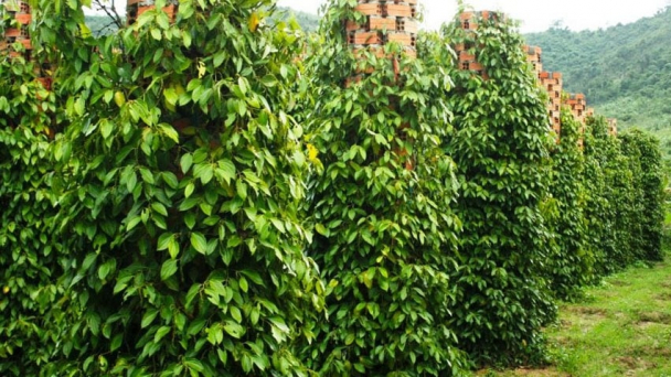 Cách bón phân Lâm Thao cây hồ tiêu