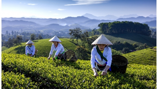 Phân bón Lâm Thao đồng hành xu thế xanh của ngành chè Việt Nam