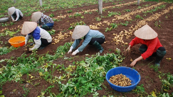 Nông dân xã Hương Ngải làm kinh tế nhờ trồng khoai tây