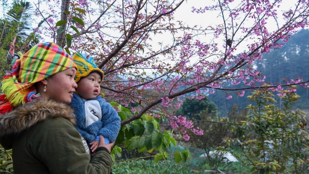 Mê mải trong mùa hoa tớ dày quên lối về ở Mù Cang Chải