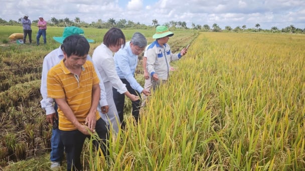 Vietnam-Cuba B2B cooperation: The path to Cuba's food self-sufficiency