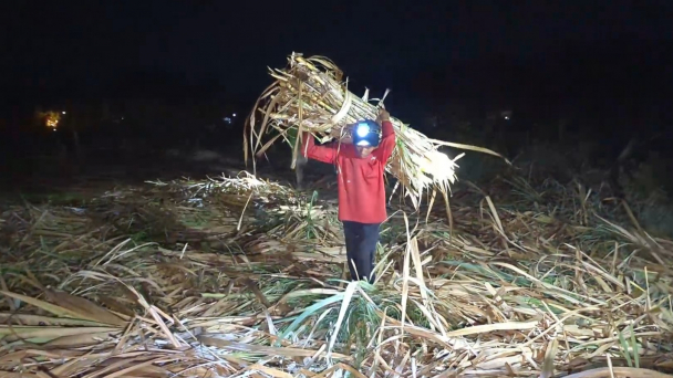 Tránh nắng nóng, nông dân xuyên đêm thu hoạch mía