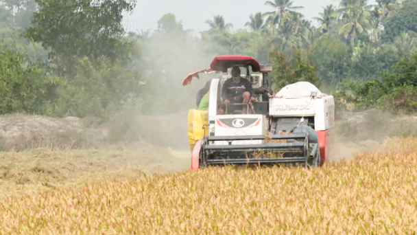 Trồng lúa đông xuân, nông dân miền Tây thu lợi 40 triệu đồng/ha