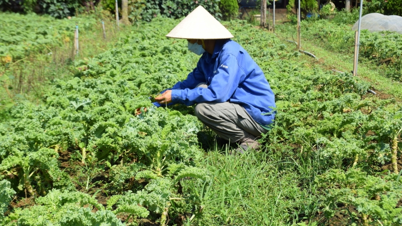 Chàng trai trồng rau hữu cơ theo kiểu 'không giống ai'