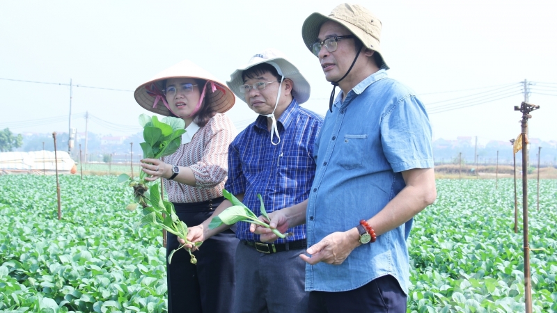 Increasing by 50.000ha of winter-crop plants compared to previous year