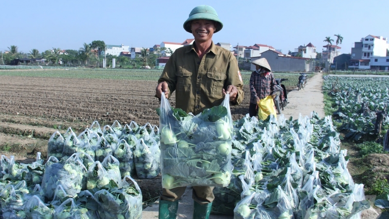 Sản xuất trồng trọt phía Bắc thắng lợi trong gian khó