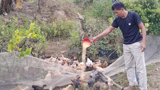 Ngẫm về ngày xưa, quyết chuyển sang sản xuất hữu cơ