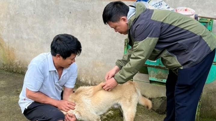 Bệnh dại bùng phát trái mùa, đã có người ở Lào Cai tử vong