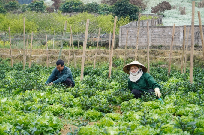 Cuộc thi viết 'Nông nghiệp hữu cơ vì sự tăng trưởng xanh, phát triển bền vững'