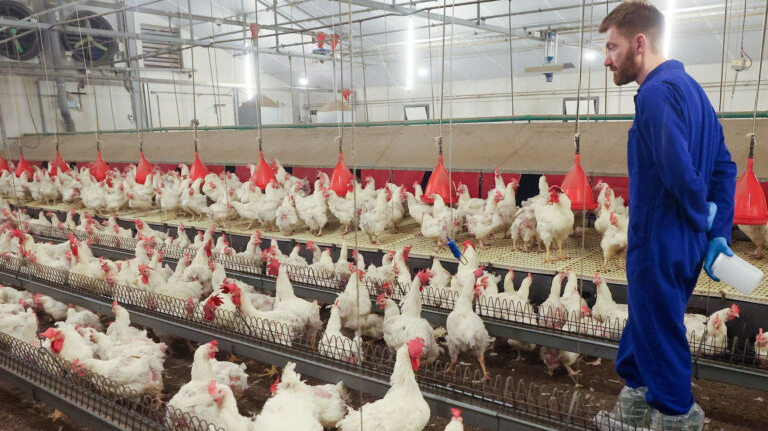 Does the poultry industry have a workforce problem?