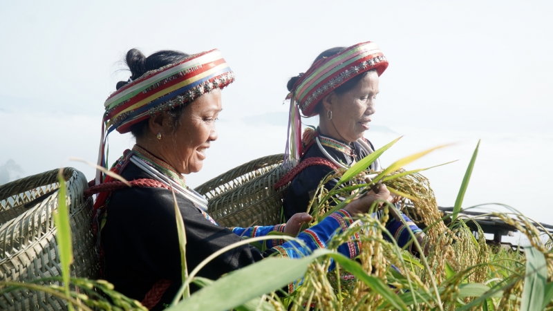 Hợp tác xã miền núi nâng tầm nông sản bản địa