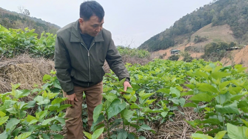 Tương lai sáng dâu tằm tơ miền núi phía Bắc [Bài 2]: Tiềm năng thành vùng sản xuất lớn