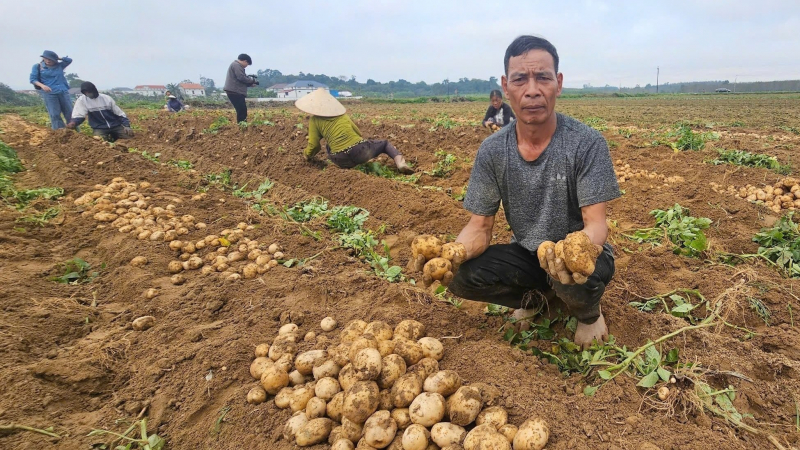 Đưa khoai tây về miền nắng gió