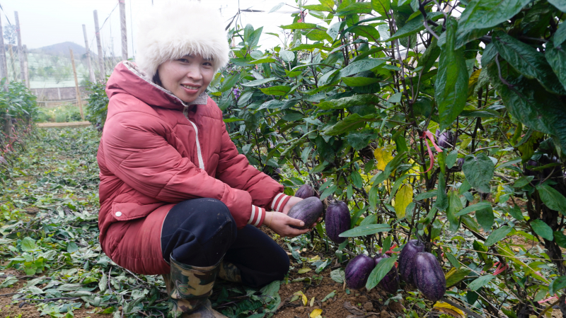 Giấc mơ dưa Pepino ngọt lành trên cao nguyên Mộc Châu