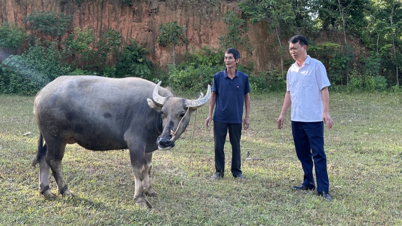 Trâu béo khỏe đẻ giỏi nhờ phòng bệnh từ sớm từ xa