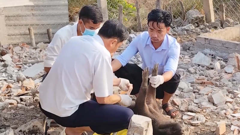 Long An có 16 ổ dịch tả lợn Châu Phi