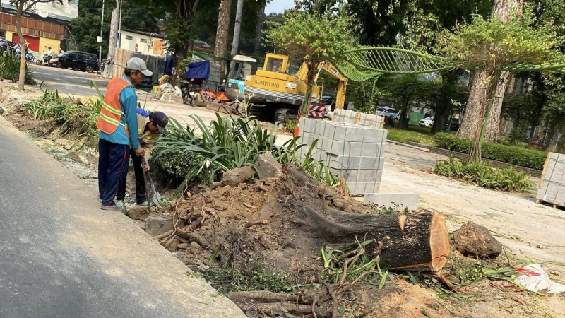 Cây xanh đô thị có phải gánh nặng khi cải tạo cảnh quan?