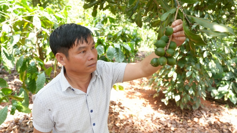 Ông chủ vườn mắc ca hữu cơ với tư duy 'ăn chắc mặc bền'