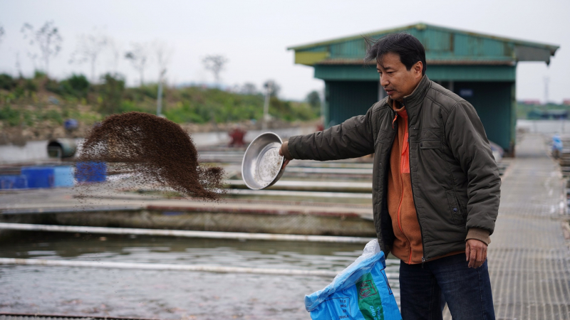 Liên kết hợp tác: Nuôi cá lồng trên sông không còn lo đầu ra
