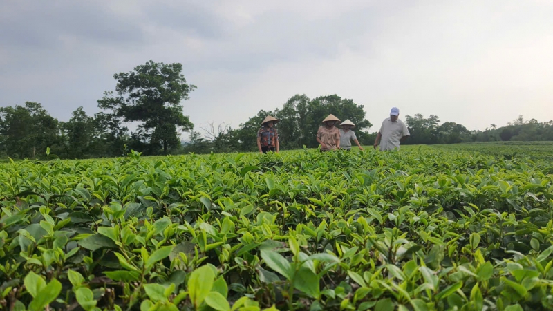 Chè Hải Hà thơm ngon, đậm vị nhờ trồng theo hướng hữu cơ