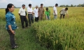 Tập huấn cho giảng viên triển khai Đề án 1 triệu ha lúa