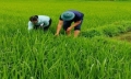 Cao điểm phòng trừ sâu bệnh trên lúa xuân tại Lào Cai