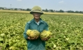Được mùa dưa, nông dân Hà Tĩnh lãi 10 - 12 triệu đồng mỗi sào
