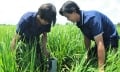 Đưa quy trình sản xuất lúa phát thải thấp vào đồng ruộng